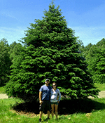 Uncle Steve's Christmas Tree Farm features hard-to-find extra-tall Christmas trees perfect for cathedral ceilings or other open areas.