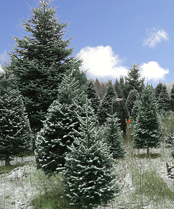 Unlike other Christmas tree growers, we will not begin to harvest your trees until November 15th or later, guaranteeing you the freshest-cut Christmas trees available.