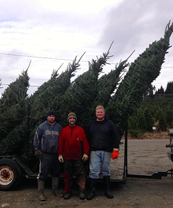 In addition to Christmas trees of all sizes, Uncle Steve's Wholesale Christmas Trees has extra-tall Christmas trees perfect for rooms with high ceilings.