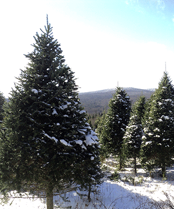 By buying wholesale Christmas trees directly from our Christmas tree farm (instead of a middle-man Christmas tree broker), you are guaranteed the freshest possible product at a great price.