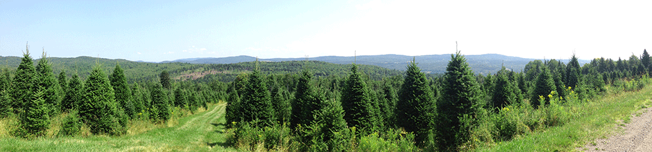 A view of Uncle Steve's Christmas Tree Farm showing some of the best Christmas trees in New England.