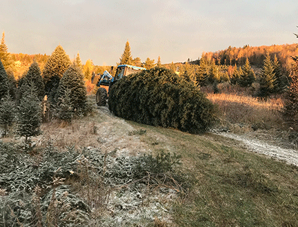 Our Christmas tree lot is well-lit and our trees are individually displayed in tree stands to help you choose the perfect Christmas tree for your home.