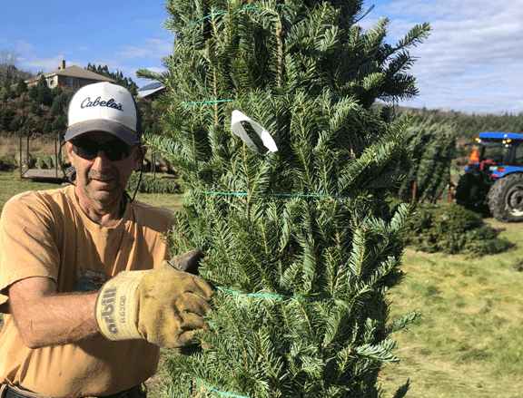Our Christmas Tree Lot is located at 1371 Hooksett Road in Hooksett, New Hampshire, right next to R & R Public Wholesalers.