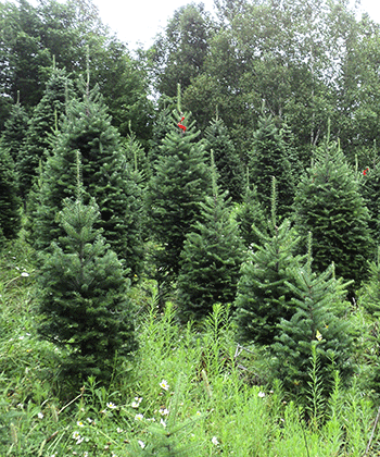 In order to guarantee you the best Christmas trees available, Uncle Steve personally selects and tags each tree to be harvested