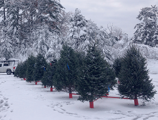 Uncle Steve's Christmas Tree lot gives you a 360 degree view of each tree so you can choose the perfect Christmas tree for your family.