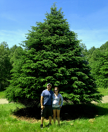 Our featured extra large Christmas tree this year is a 25' Balsam Fir beauty worthy of the White House, your State House, or any place of honor.