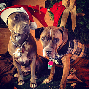The most beloved members of our team, Cain and Jada