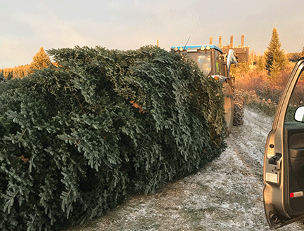 Our Christmas tree lot is well-lit and our trees are individually displayed in tree stands to help you choose the perfect Christmas tree for your home.