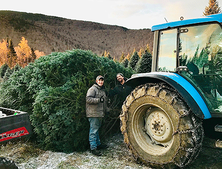 Our Christmas tree lot is well-lit and our trees are individually displayed in tree stands to help you choose the perfect Christmas tree for your home.