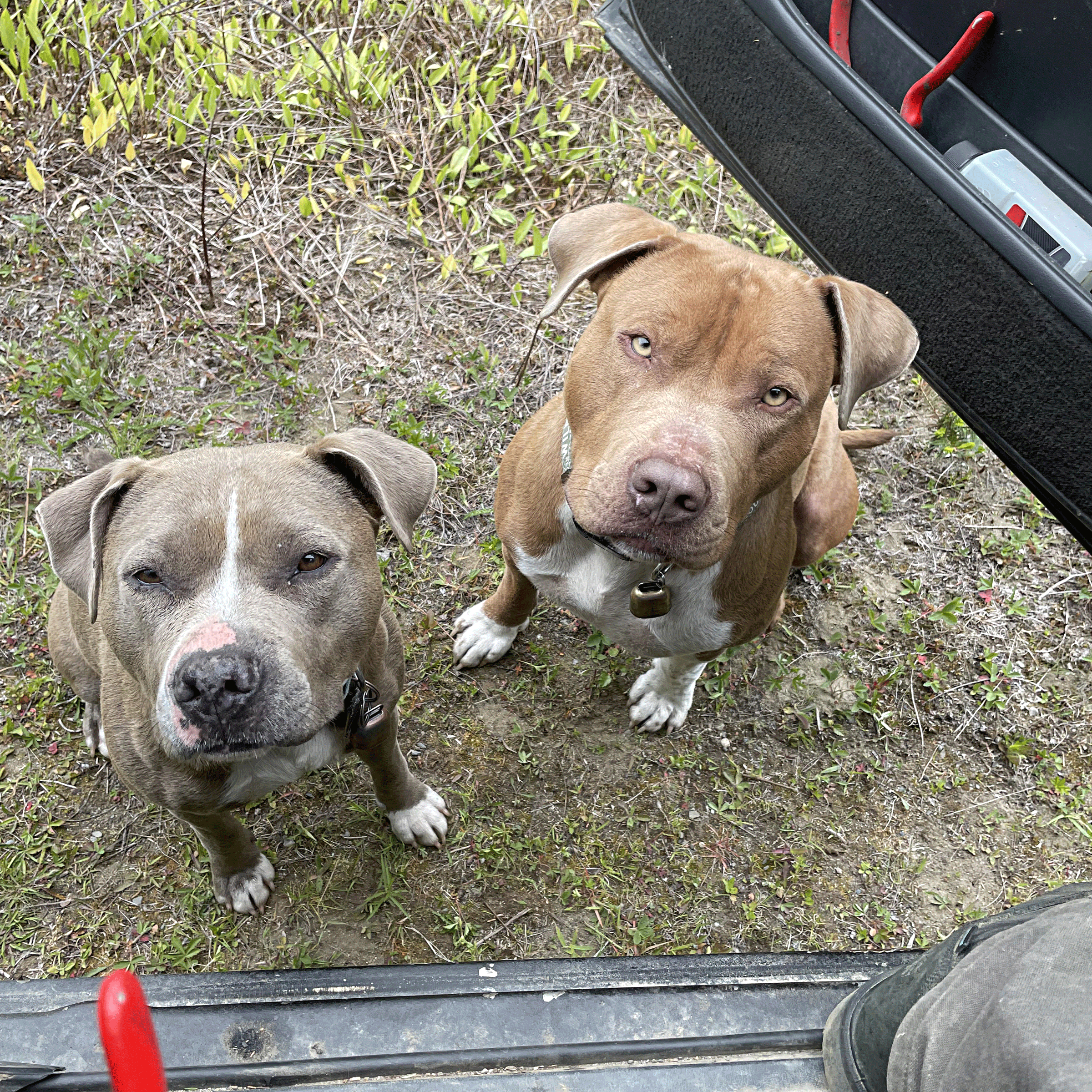 The most beloved members of our team, Hazel and Bon