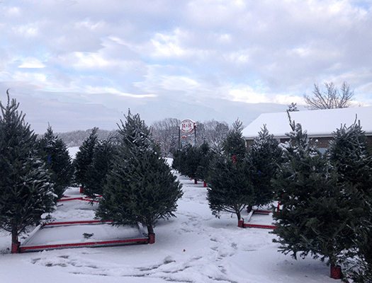Our Christmas tree lot is well-lit and our trees are individually displayed in tree stands to help you choose the perfect Christmas tree for your home.